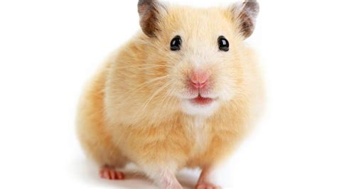 x hamster free pics|300+ Free Hamster & Nature Photos